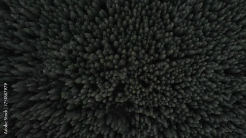 Mountain forest trees top view. 