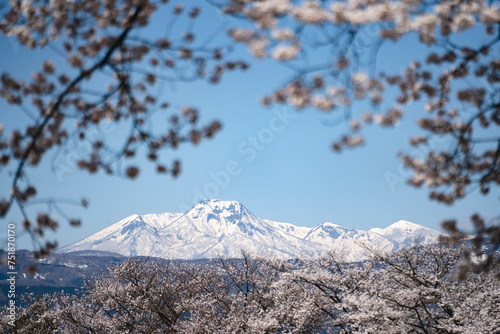残雪の山々と満開の桜　信州木島平村