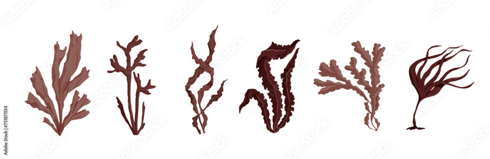 Set of brown algae, various seaweeds. Vector graphics. Set of brown algae, various seaweeds. Vector graphics.