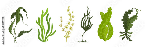 Set of green algae, various seaweeds. Vector graphics.
