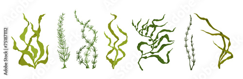 Set of green algae, various seaweeds. Vector graphics.