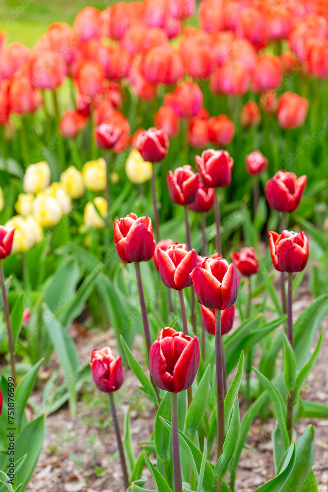 Red tulip with white edge flowers with green leaves blooming in a meadow, park, flowerbed outdoor.Tulips field, nature, spring, floral background, flower composition Red tulip with white edge flowers with green leaves blooming in a meadow, park, flowerbed outdoor.Tulips field, nature, spring, floral background, flower composition