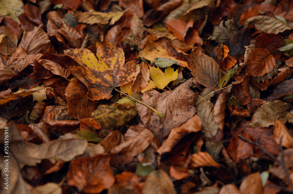 fallen autumn leaves