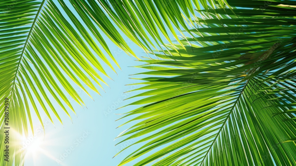 Fototapeta premium exotic palm leaves background