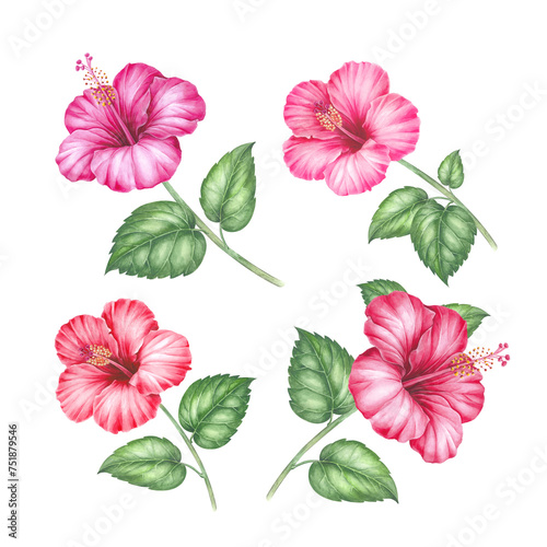 Set of differents flower hibiscus on white background. Watercolor tropical floral illustration