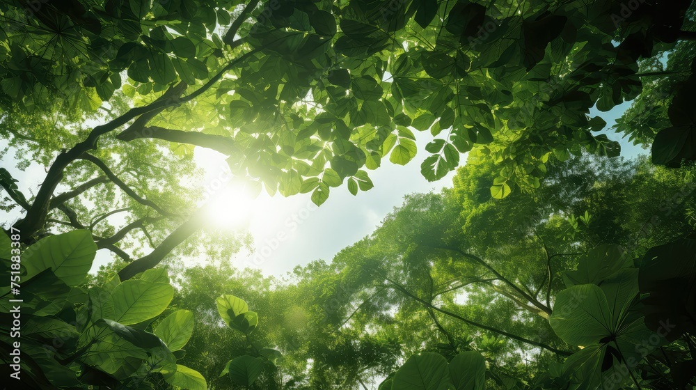 tropical light jungle background tropical light jungle background