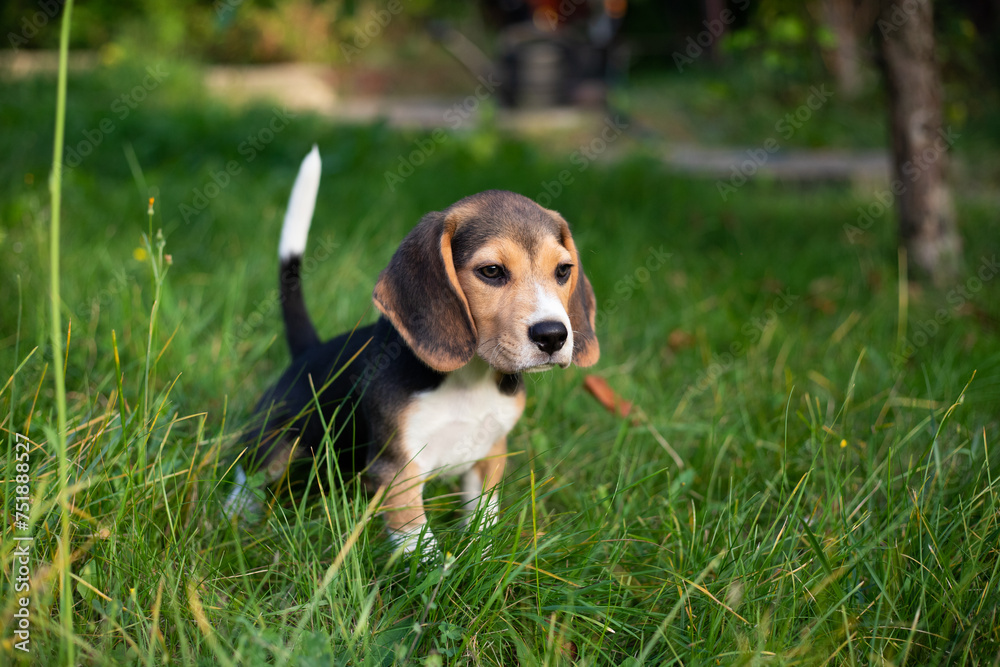 Young beagle dog playing outside. Beagle dog breed Young beagle dog playing outside. Beagle dog breed