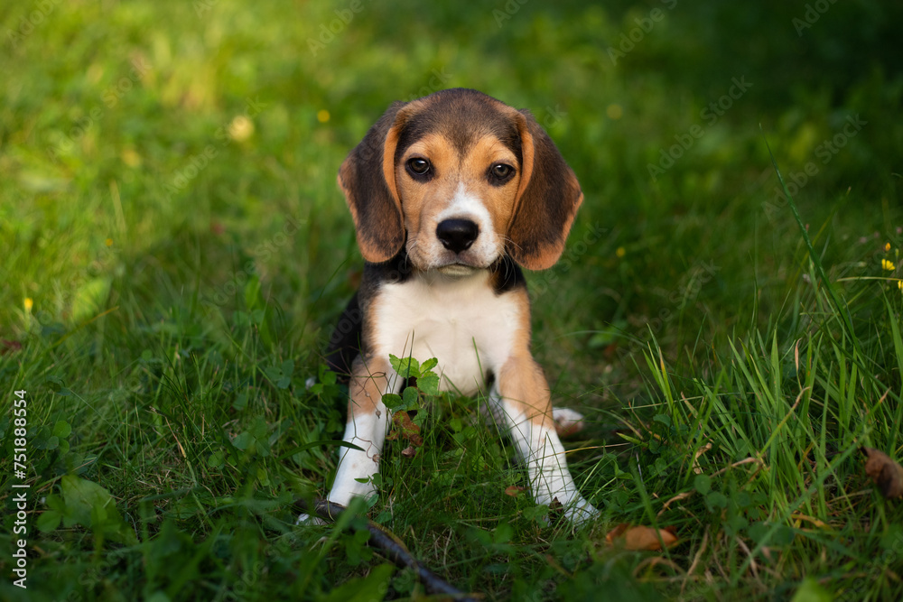 Young beagle dog playing outside. Beagle dog breed Young beagle dog playing outside. Beagle dog breed