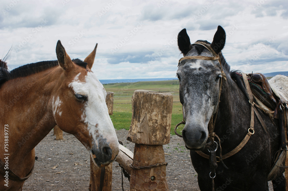 Horses in patagonia