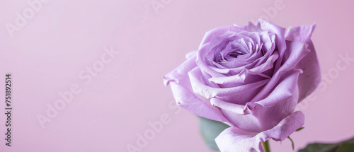 Purple Rose flower on minimalist purple background. Delicate petals, thorns, powerful symbol of beauty, enduring love and resilience. Mother's Day, Valentine's Day and wedding concept.