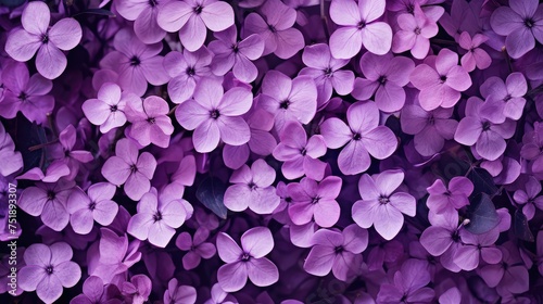 lilac purple violet background