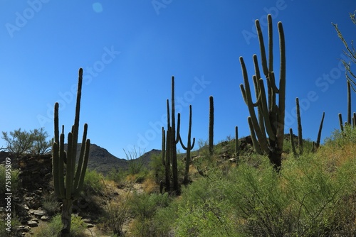 Desert landscape of large cactus 