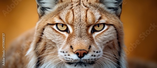 A close-up portrait of a majestic Eurasian Lynx, showcasing exquisite detail in its head. The cats face is the main focus, with a blurred background adding depth to the image.