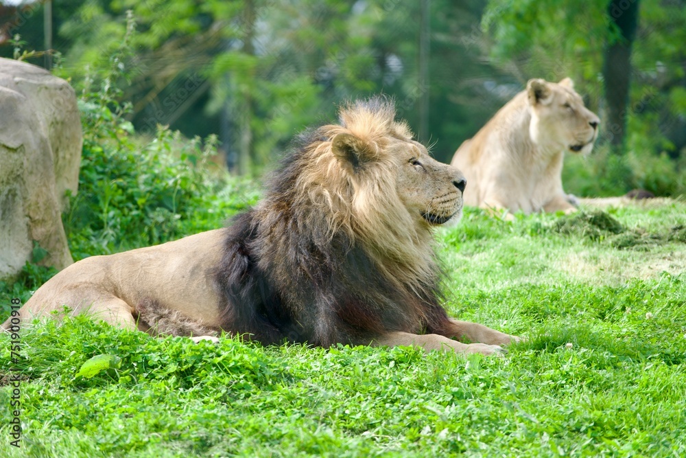 Naklejka premium Lion and lioness lying on the field