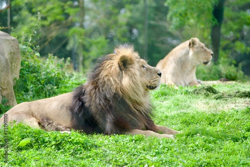 Lion and lioness lying on the field