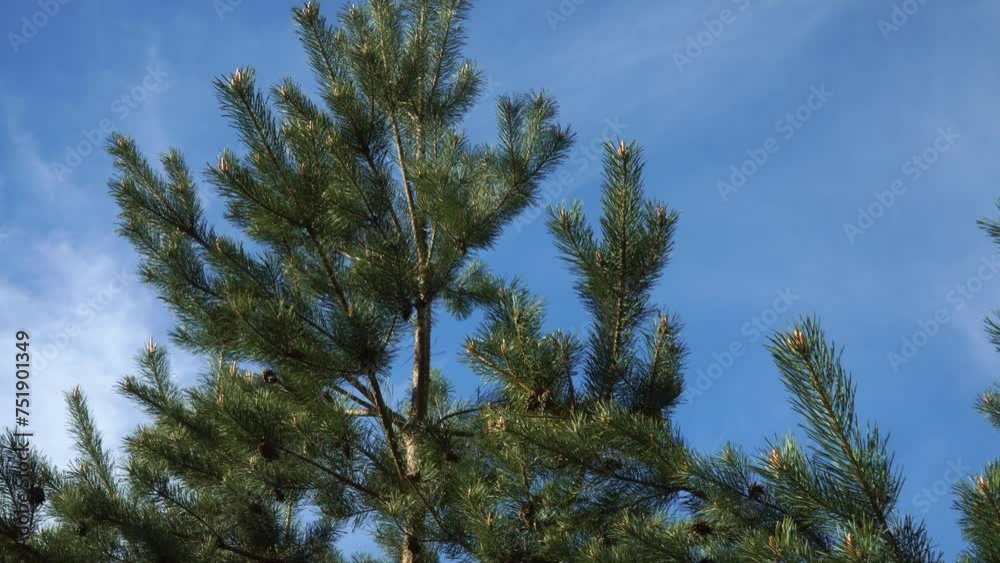 Young pine trees needle branches with buds and cones on a blue sky background on a sunny spring day. Panoramic view of the coniferous tree young forest plants in close-up. Young pine trees needle branches with buds and cones on a blue sky background on a sunny spring day. Panoramic view of the coniferous tree young forest plants in close-up.
