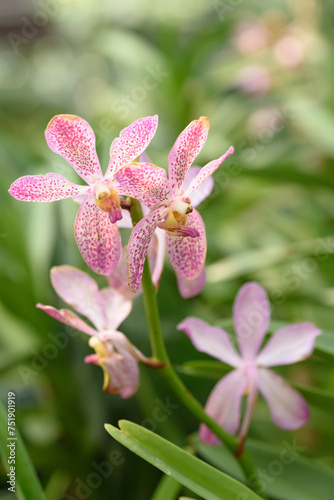 Beautiful orchid flowers decorate the tropical garden