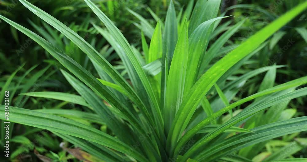 Pandan leaves grow in tropical forest Pandan leaves grow in tropical forest