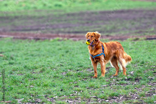 2024-03-04 A GOLDEN RETRIEVER STANDING IN A FIELD WITH A YELLOW BALLIN ITS MOUTH AT THE OFFLEASH DOG AREA AT MARYMOOR PARK IN REDMOND WASHINGTON photo