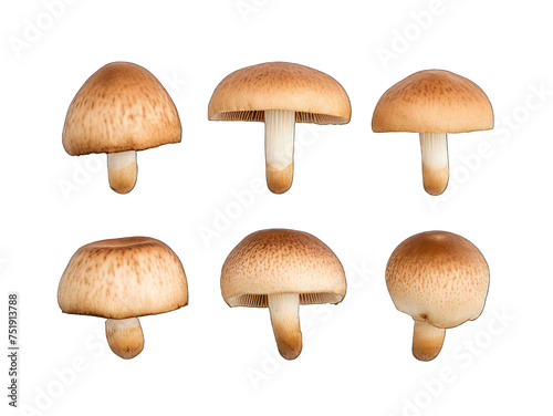 Set of mushroom isolated on transparent background, transparency image, removed background
