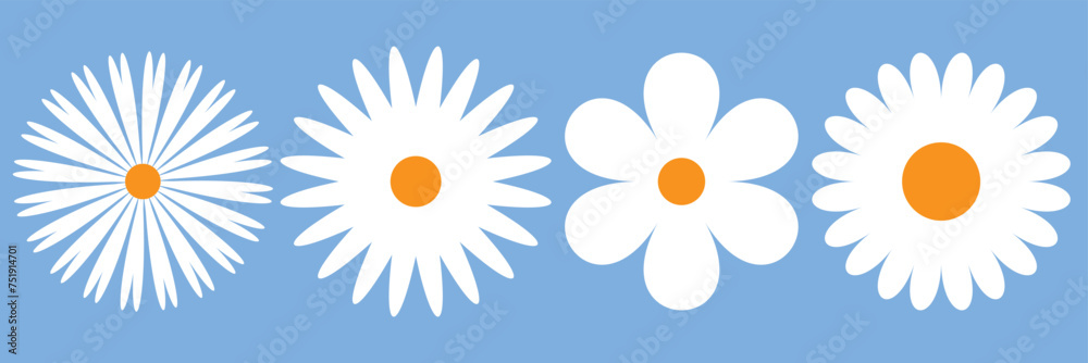 4 white daisy flower isolated on white background. Flat lay, top view. Floral pattern, object . Daisy flower  vector