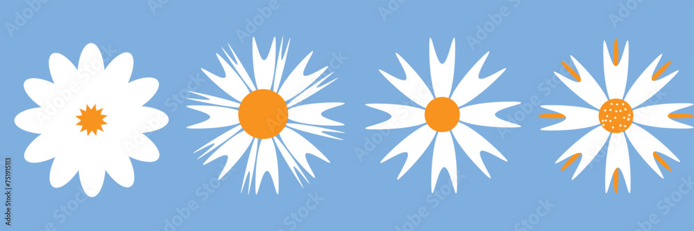 Fototapeta premium 4 white daisy flower isolated on white background. Flat lay, top view. Floral pattern, object . Daisy flower vector