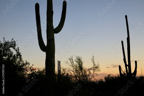 Saguaro National Park - arid desert landscape
