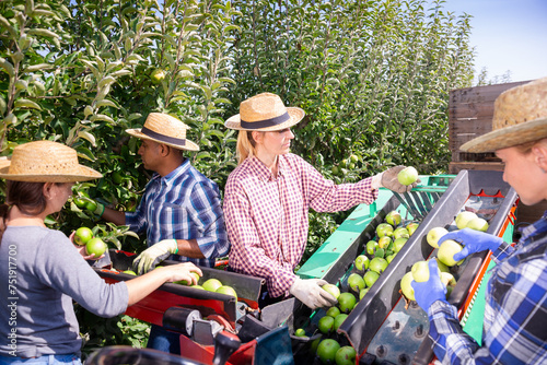 Farm workers picking ripe green apples in garden on automatic harvesting sorting platform