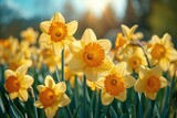 A field of yellow daffodils with the sun shining on them