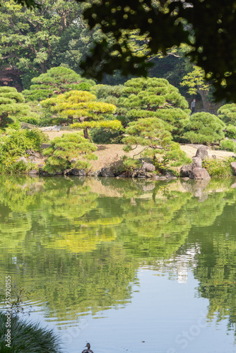 green pine trees reflected on the water surface of pond in kiyosumi japanese park in tokyo