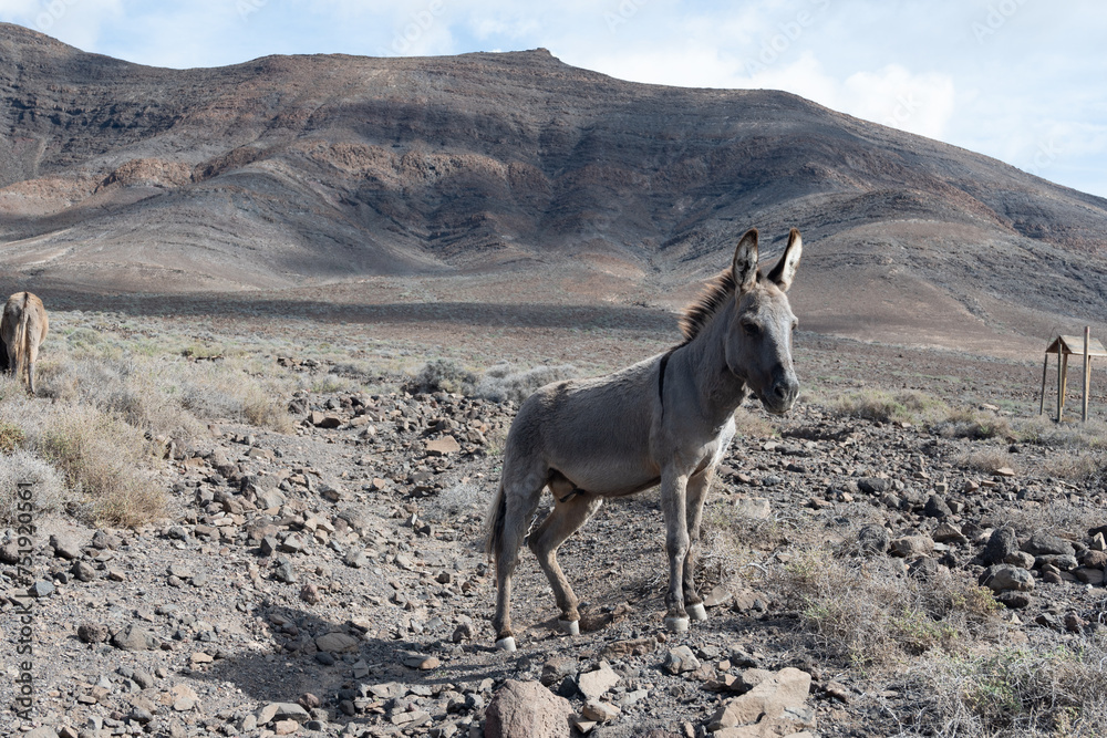 Grey donkey and rocky volcanic landscape of south part of Fuerteventura island, farming on Canary islands, Spain Grey donkey and rocky volcanic landscape of south part of Fuerteventura island, farming on Canary islands, Spain