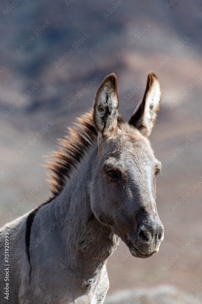 Grey donkey and rocky volcanic landscape of south part of Fuerteventura island, farming on Canary islands, Spain