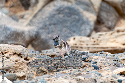 Chipmunk or barbary ground squirrel animal sits on dark lava stones in sun lights on Fuerteventura  Canary Islands  Spain