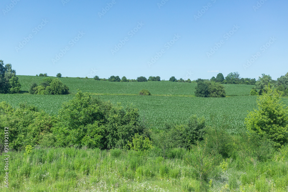 green field spreading in countryside of poland