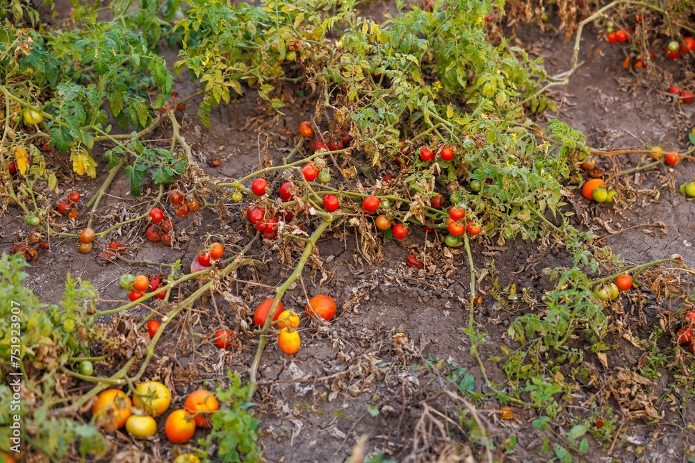 Farm tomatoes. Background with selective focus and copy space