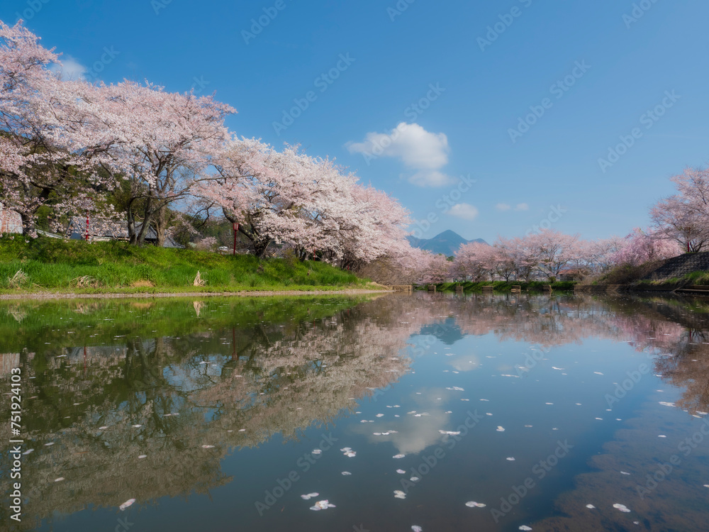 桜満開の春の風景