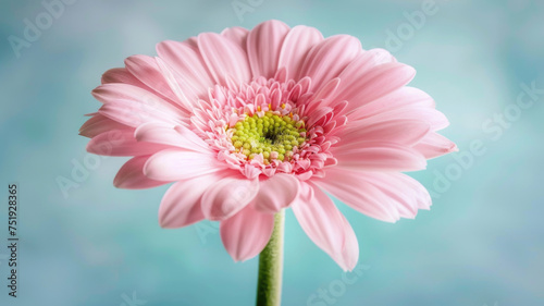 Beautiful HD wallpaper of a pink daisy