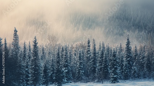 Snow-covered pine trees against a serene winter backdrop. © The Image Studio