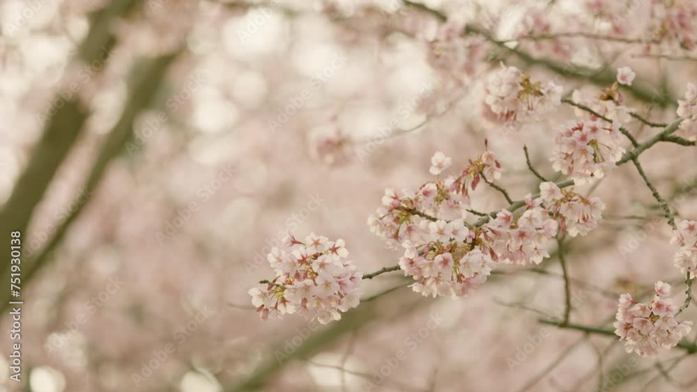 Cherry blossoms or sakura flowers in full bloom in spring, Nature or outdoor, Nostalgic negative film look Cherry blossoms or sakura flowers in full bloom in spring, Nature or outdoor, Nostalgic negative film look