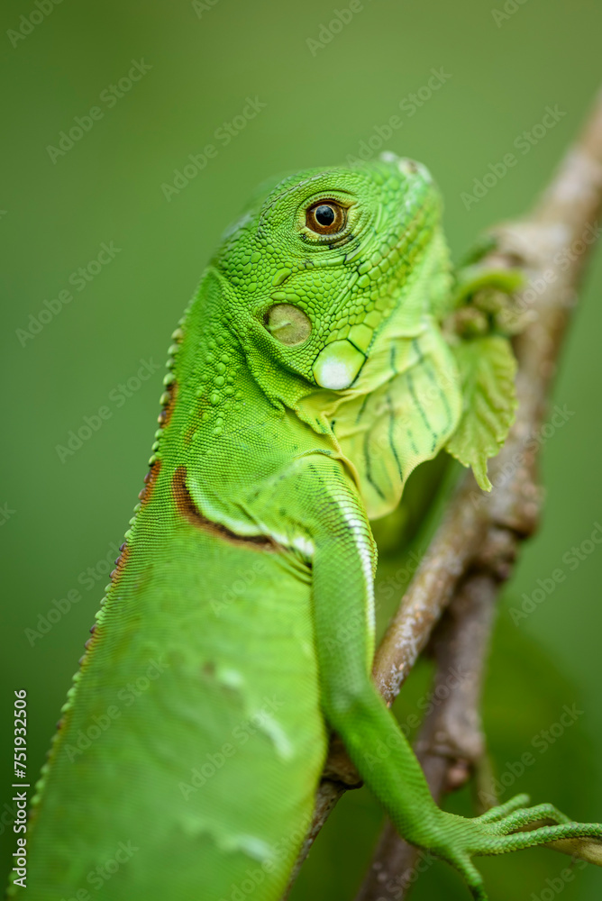 Iguana cub in close-up with green background. South American and Brazilian biodiversity Iguana cub in close-up with green background. South American and Brazilian biodiversity