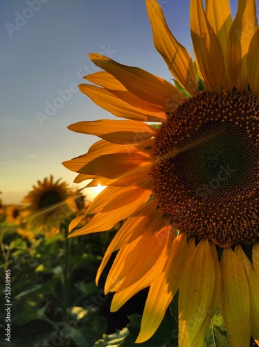 sunflower on a blue background