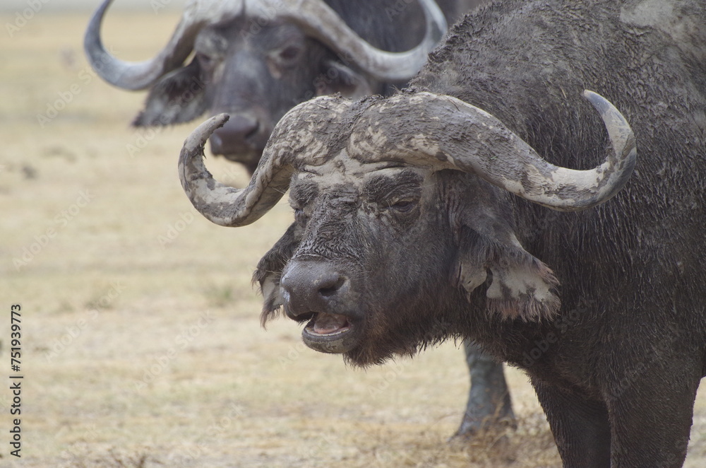 Fototapeta premium Close-Up of an African Buffalo Standing on the Grassland at the End of the Dry Season, Tanzania 
