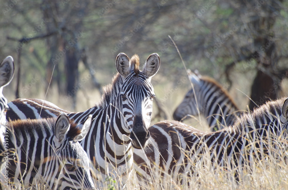 Fototapeta premium Zebra Gazing Across the Grassland, Tanzania