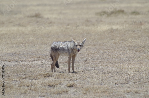 A Lone African Golden Wolf in the Grassland  Tanzania