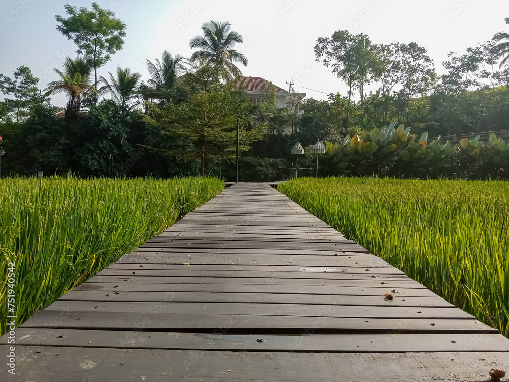 wooden path in the park