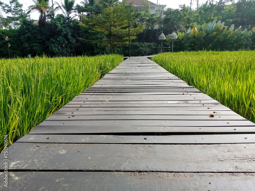 wooden bridge in the park