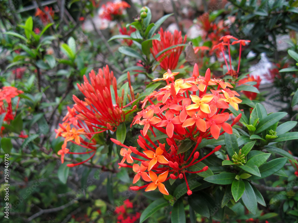 Ixora chinensis flowering plant that grows in tropical and sub-tropical regions Ixora chinensis flowering plant that grows in tropical and sub-tropical regions