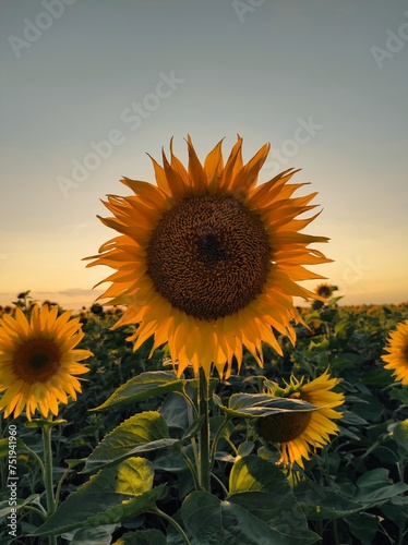 sunflower in the field
