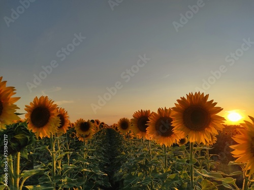 field of sunflowers