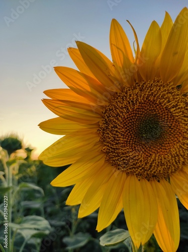 sunflower in the field